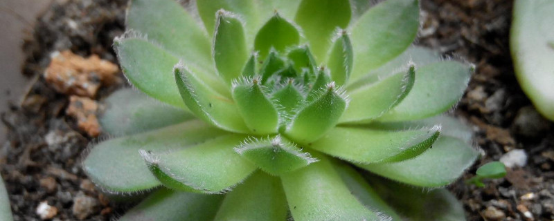 多肉紫牡丹怎么变紫 多肉紫牡丹怎么变紫色