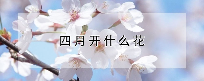 四月开什么花 三月四月开什么花