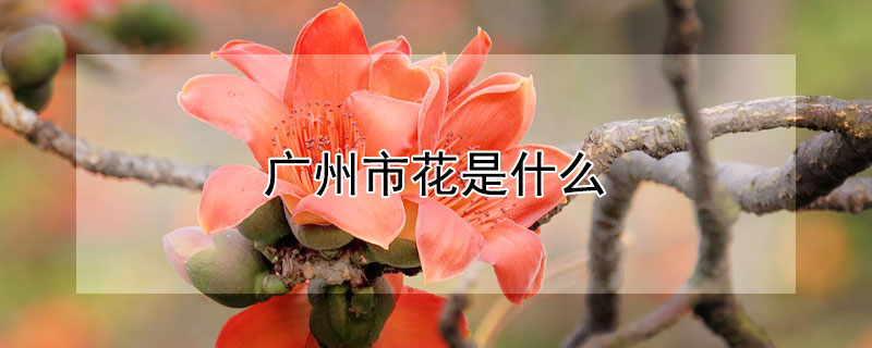 广州市花是什么（广州市花是什么时间开花）
