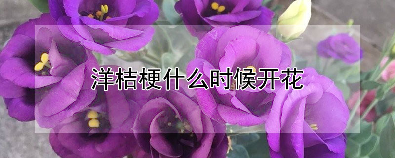 洋桔梗什么时候开花（洋桔梗花什么时候开花）