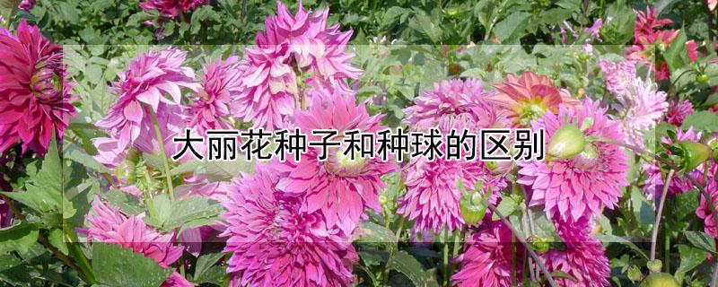大丽花种子和种球的区别 大丽花种子和种球的区别图片