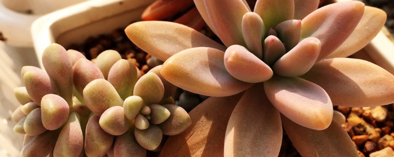 姬胧月怎么修根（姬胧月根系发达吗）