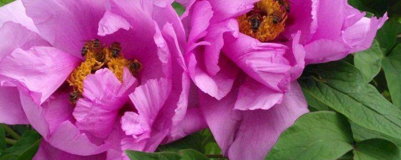 芍药是牡丹的别称吗（芍药是牡丹的别称吗）