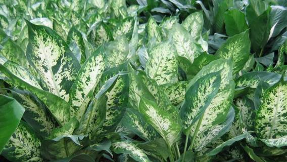 绿植种类有哪些（绿植种类有哪些名称）