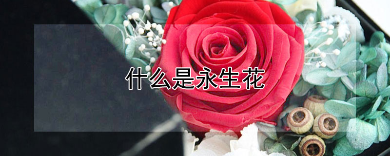 什么是永生花 什么是永生花能放多久