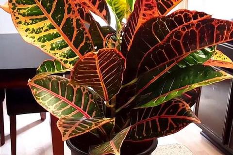 变色木冬天叶子掉光了还能活吗