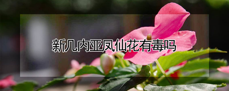 新几内亚凤仙花有毒吗 新几内亚凤仙花和凤仙花的区别