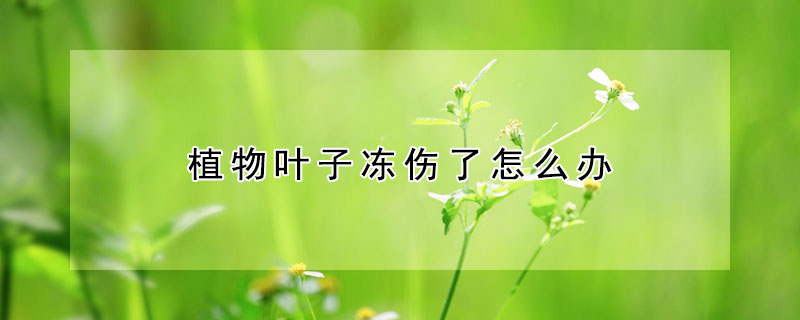 植物叶子冻伤了怎么办 植物叶子冻伤了怎么办用什么药