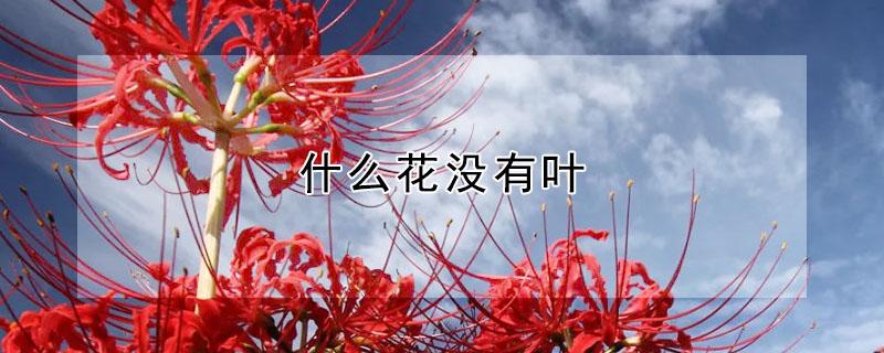 什么花没有叶（什么花没有叶正确答案）