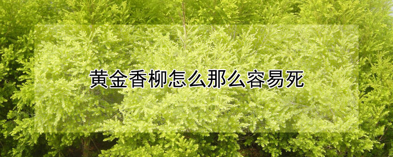 黄金香柳怎么那么容易死（黄金香柳会落叶吗）