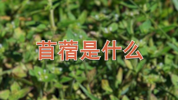 苜蓿是什么（苜蓿是什么东西）