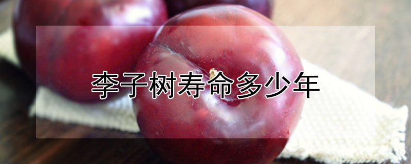 李子树寿命多少年 李子树生长期多少年