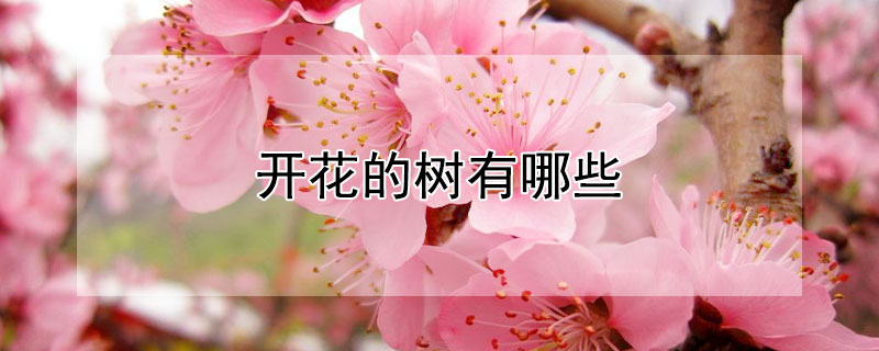 开花的树有哪些 秋天开花的树有哪些