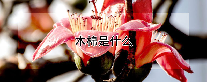 木棉是什么 木棉是什么植物