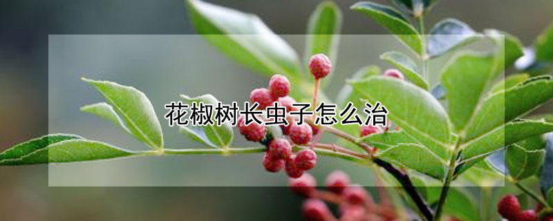 花椒树长虫子怎么治（花椒树长虫子怎么治好）