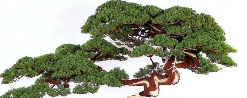 怎么让真柏叶子变绿 怎么让真柏叶子变绿色