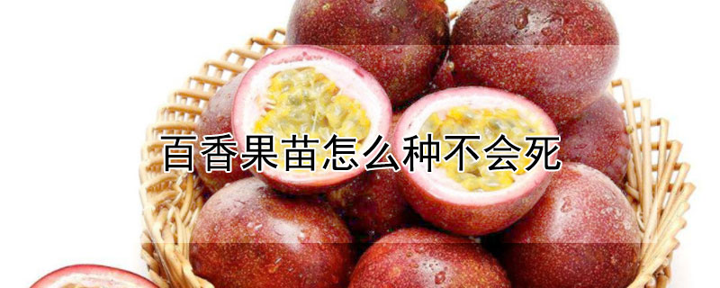 百香果苗怎么种不会死 百香果死苗枯死
