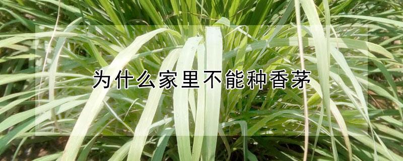为什么家里不能种香茅 家里可不可以种香茅