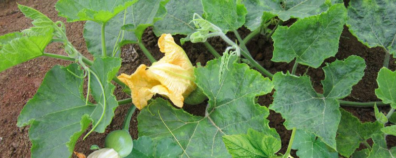 攀蒲是什么植物 攀缘的植物有哪些