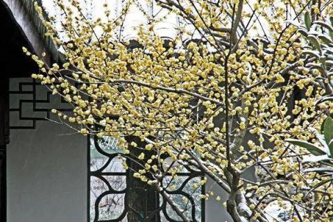 腊梅与蜡梅有什么区别