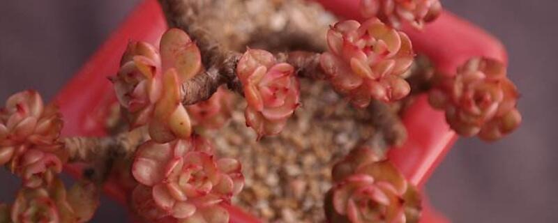 蜡牡丹长气根怎么办 蜡牡丹长气根怎么办呢