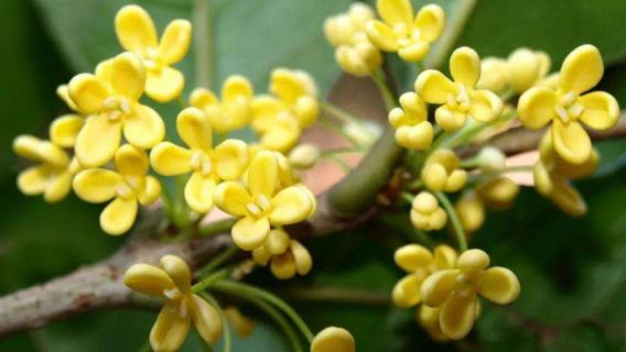 秋天开的花有哪些 秋天开的花有哪些图片