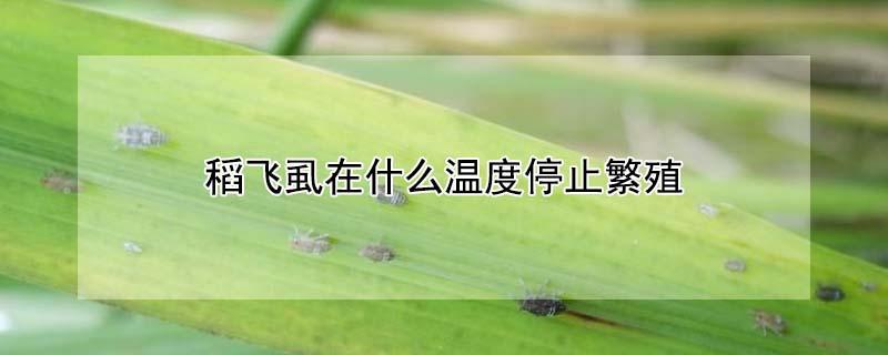 稻飞虱在什么温度停止繁殖 稻田飞虱温度多少不发展