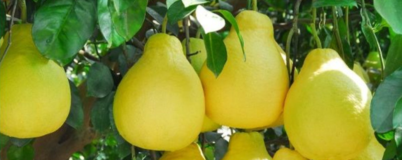 瓜果飘香是什么季节（瓜果飘香是什么季节的词语）