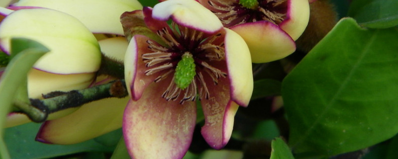 含笑花换盆掉叶怎么办（含笑花如何换盆）