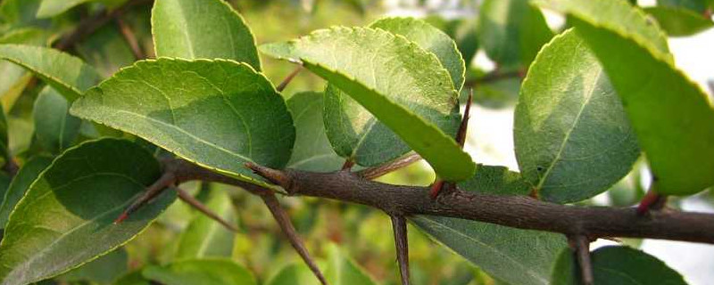 蒙古栎果实可以吃吗 蒙古栎果实能吃吗