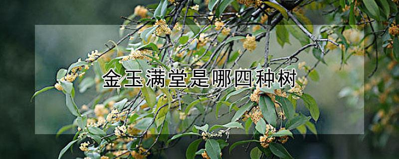 金玉满堂是哪四种树 金玉满堂是哪四种树的名字