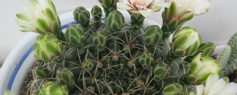 绯花玉仙人球怎样配土 绯花玉仙人球施什么肥