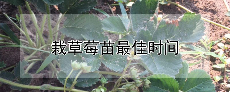 栽草莓苗最佳时间（栽草莓苗最佳时间是几月份）