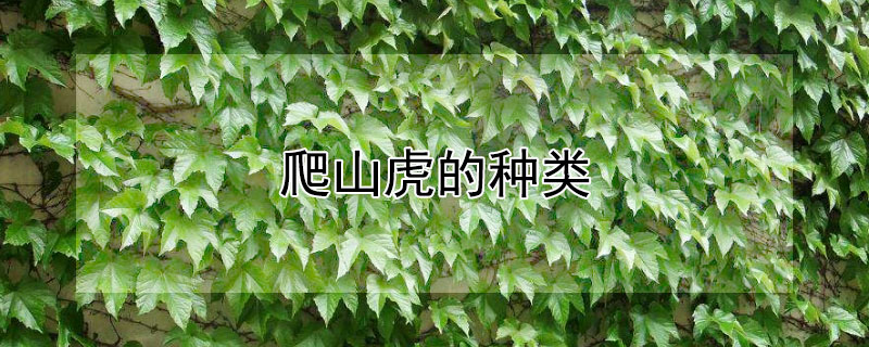 爬山虎的种类 爬山虎的种类,特点