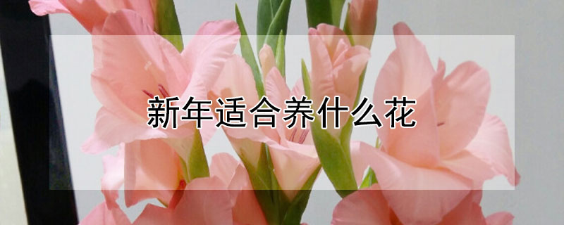 新年适合养什么花 新年适合养什么花盆