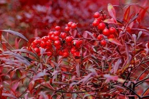 南天竹有毒吗能用手摸吗