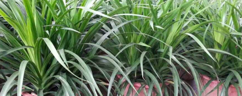 龙血树在北方怎样过冬 龙血树在北方怎样过冬天