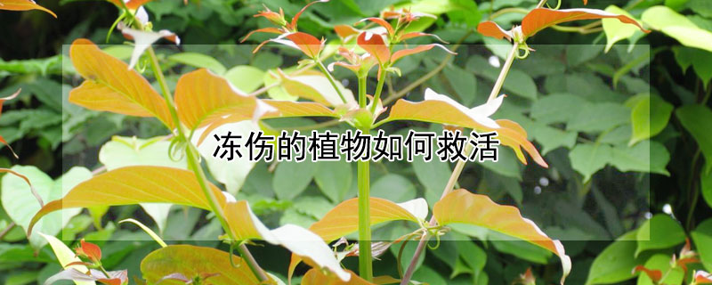 冻伤的植物如何救活（冻伤的植物如何救活的）