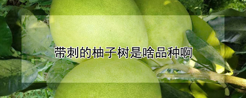 带刺的柚子树是啥品种啊（带刺的柚子树是啥品种啊）