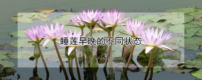 睡莲早晚的不同状态（睡莲早晚的不同状态照片）