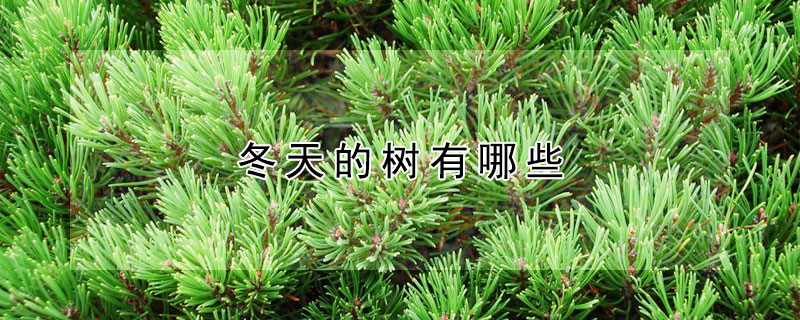 冬天的树有哪些（冬天的树有哪些是绿色的）