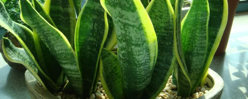 短叶虎尾兰叶子发皱（短叶虎尾兰叶子发软）