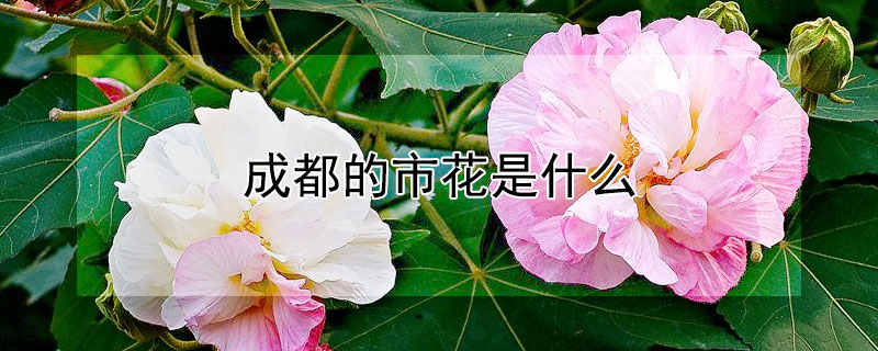 成都的市花是什么 成都的市花是什么?澳门的区花是什么?