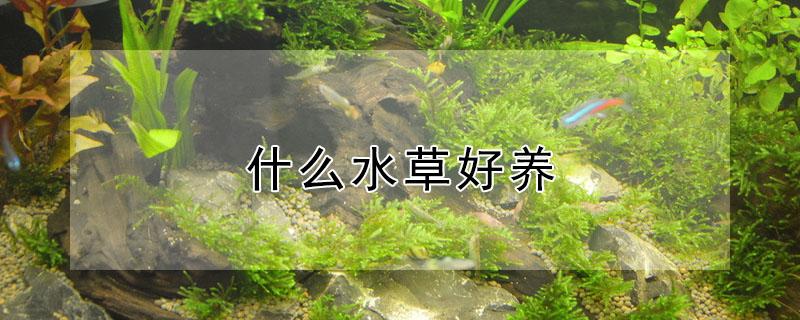 什么水草好养 什么水草好养不用阳光