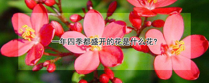 一年四季都盛开的花是什么花?（一年四季都盛开的花是什么花?脑筋急转弯）