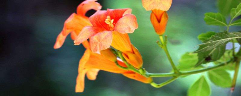 凌霄花秋天可以种活吗（凌霄花冬天可以种吗）