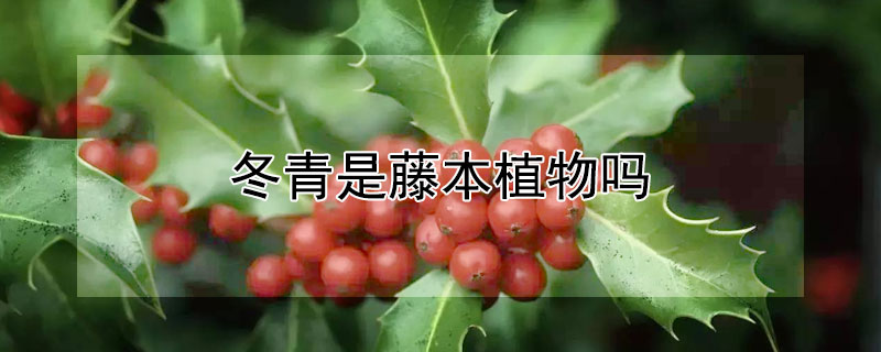 冬青是藤本植物吗（冬青属于什么科植物）