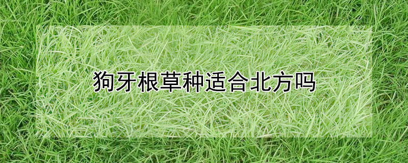 狗牙根草种适合北方吗（狗牙根草耐阴吗）