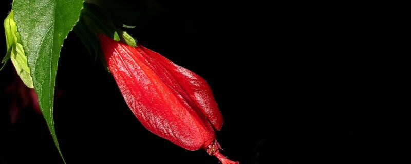 悬铃花如何扦插 悬铃花如何扦插成活率高