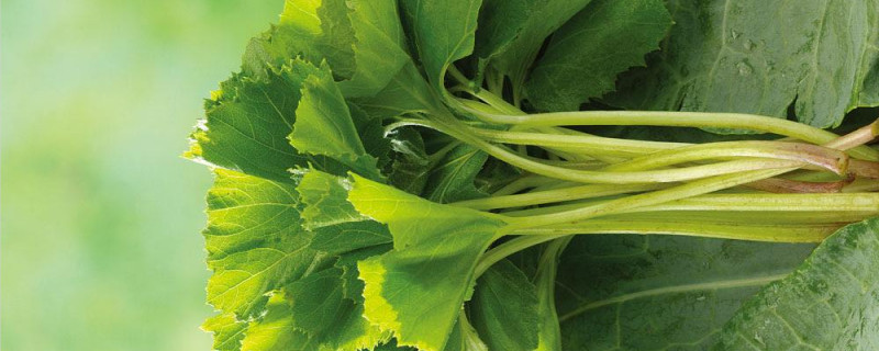 青菜怎么繁殖（青菜是怎么繁殖的）